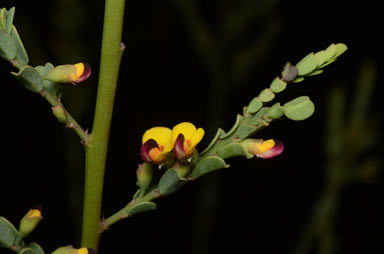 APII jpeg image of Bossiaea concolor  © contact APII