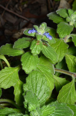 APII jpeg image of Ajuga australis  © contact APII