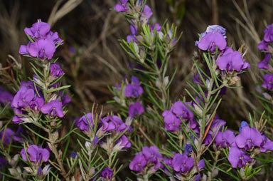 APII jpeg image of Mirbelia speciosa subsp. ringrosei  © contact APII