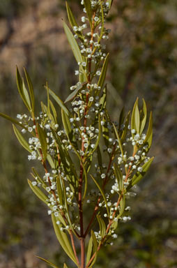 APII jpeg image of Logania albiflora  © contact APII