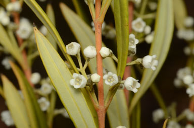 APII jpeg image of Logania albiflora  © contact APII