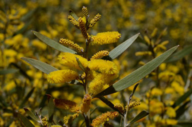 APII jpeg image of Acacia leptostachya  © contact APII