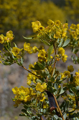 APII jpeg image of Senna artemisioides subsp. x coriacea  © contact APII