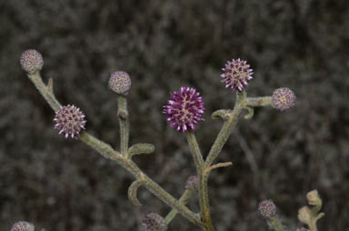 APII jpeg image of Pterocaulon sphacelatum  © contact APII