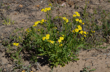 APII jpeg image of Senecio brigalowensis  © contact APII