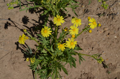 APII jpeg image of Senecio brigalowensis  © contact APII