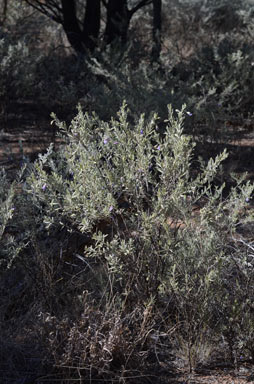 APII jpeg image of Eremophila bowmanii subsp. bowmanii  © contact APII