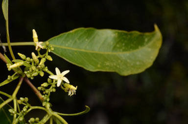 APII jpeg image of Alstonia constricta  © contact APII