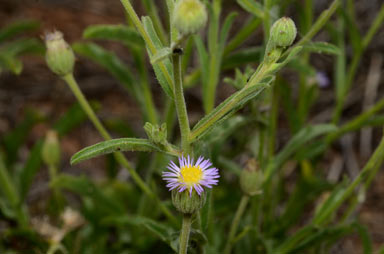 APII jpeg image of Vittadinia hispidula  © contact APII