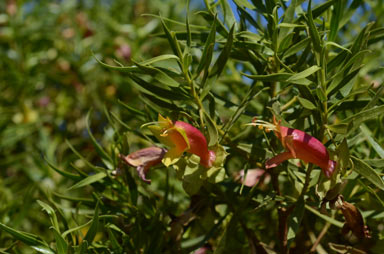 APII jpeg image of Eremophila duttonii  © contact APII