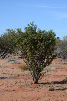 APII jpeg image of Eremophila latrobei subsp. glabra  © contact APII