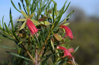 APII jpeg image of Eremophila latrobei subsp. glabra  © contact APII