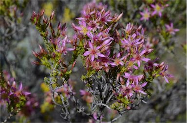 APII jpeg image of Calytrix carinata  © contact APII