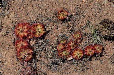 APII jpeg image of Drosera burmanni  © contact APII