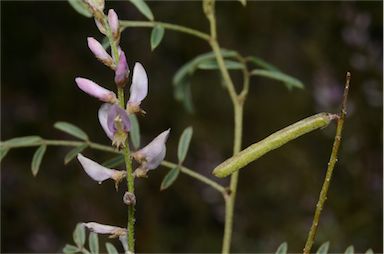 APII jpeg image of Indigofera psammophila  © contact APII