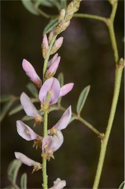 APII jpeg image of Indigofera psammophila  © contact APII