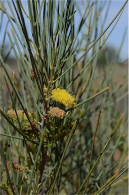 APII jpeg image of Acacia tenuissima  © contact APII