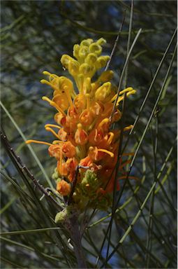 APII jpeg image of Grevillea juncifolia subsp. juncifolia  © contact APII