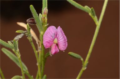 APII jpeg image of Isotropis wheeleri  © contact APII