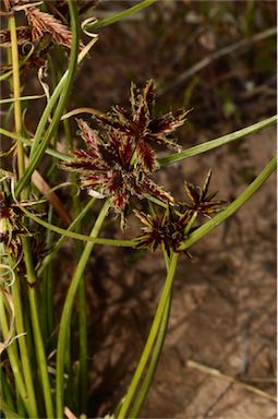 APII jpeg image of Cyperus gilesii  © contact APII