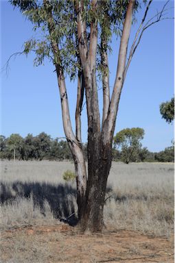 APII jpeg image of Eucalyptus ochrophloia  © contact APII