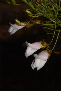 APII jpeg image of Eremophila linsmithii  © contact APII