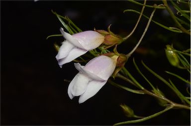 APII jpeg image of Eremophila linsmithii  © contact APII