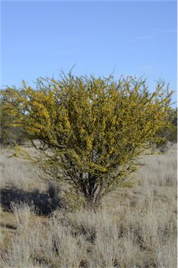 APII jpeg image of Acacia tetragonophylla  © contact APII