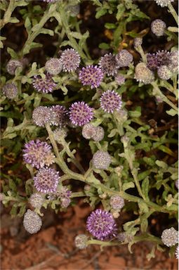 APII jpeg image of Pterocaulon sphacelatum  © contact APII