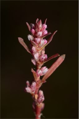 APII jpeg image of Polygonum plebeium  © contact APII