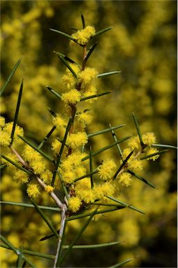 APII jpeg image of Acacia colletioides  © contact APII