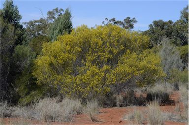 APII jpeg image of Acacia doratoxylon  © contact APII