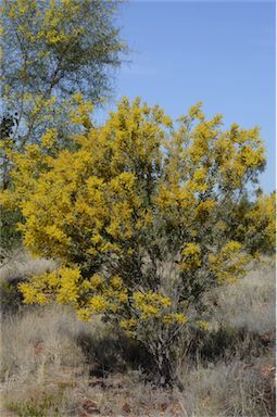 APII jpeg image of Acacia decora  © contact APII