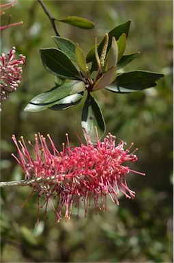 APII jpeg image of Grevillea gillivrayi  © contact APII