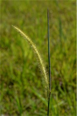 APII jpeg image of Setaria sphacelata  © contact APII