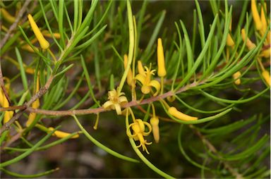 APII jpeg image of Persoonia virgata  © contact APII