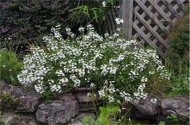 APII jpeg image of Scaevola aemula  © contact APII