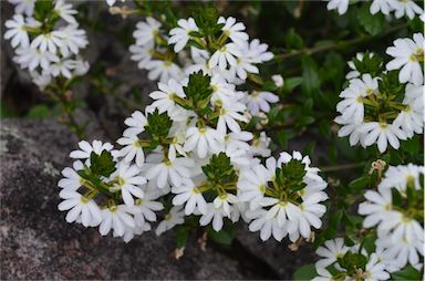 APII jpeg image of Scaevola aemula  © contact APII