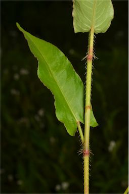 APII jpeg image of Persicaria strigosa  © contact APII