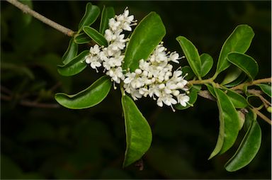 APII jpeg image of Ligustrum sinense  © contact APII