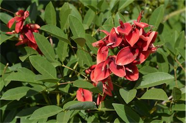 APII jpeg image of Erythrina crista-galli  © contact APII