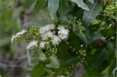 APII jpeg image of Angophora subvelutina  © contact APII