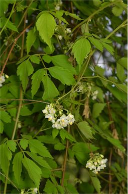 APII jpeg image of Cardiospermum grandiflorum  © contact APII