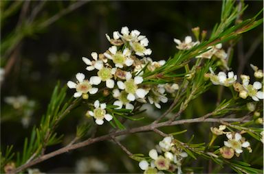 APII jpeg image of Baeckea linifolia  © contact APII