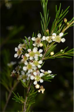 APII jpeg image of Baeckea linifolia  © contact APII