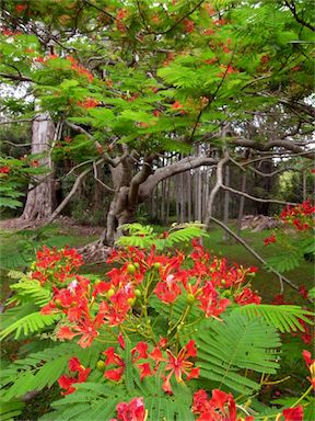 APII jpeg image of Delonix regia  © contact APII