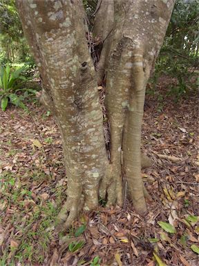 APII jpeg image of Cupaniopsis anacardioides  © contact APII