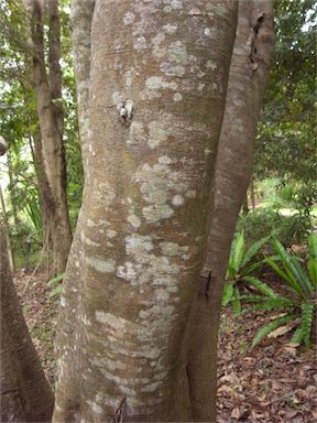 APII jpeg image of Cupaniopsis anacardioides  © contact APII