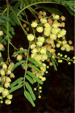 APII jpeg image of Acacia irrorata  © contact APII