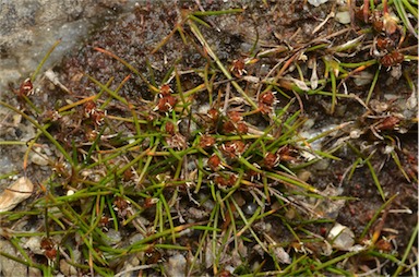 APII jpeg image of Juncus thompsonianus  © contact APII